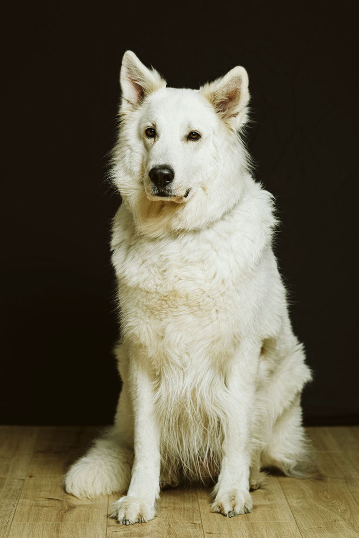 familienfotografie-biszummondundwiederzurueck-duesseldorf12 Ein Hund vor schwarzem Hintergrund